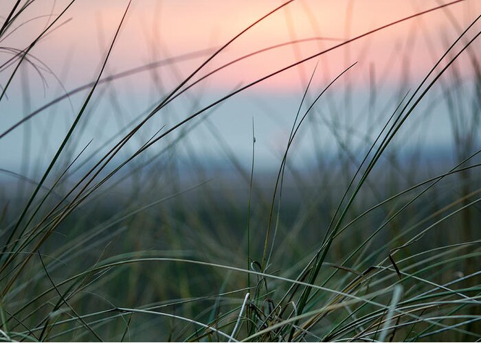Sun Greeting Card featuring the photograph Sunset through the marsh grass by Spikey Mouse Photography