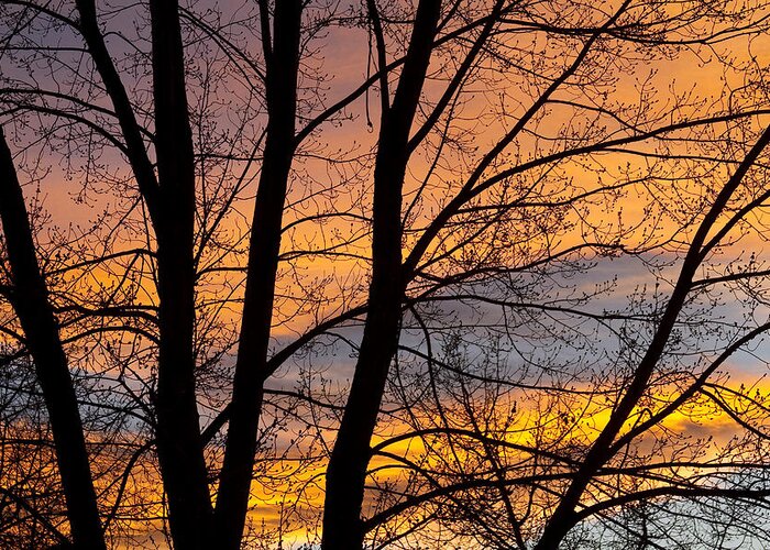 Silhouette Greeting Card featuring the photograph Sunset Through the Tree Silhouette by James BO Insogna