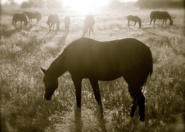 Sunset Greeting Card featuring the photograph Sunset with Band of Horses by Kate Purdy