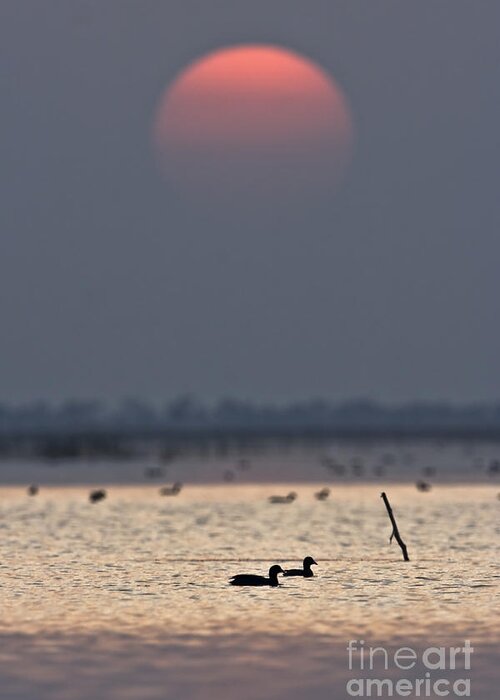 Sunset Greeting Card featuring the photograph Sunset with coots by Hitendra SINKAR