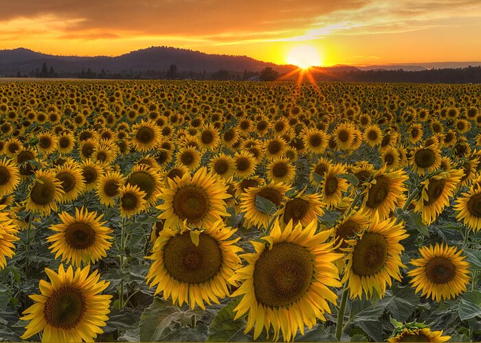 Sunflower Greeting Card featuring the photograph Sunshine and Happiness by Mark Kiver