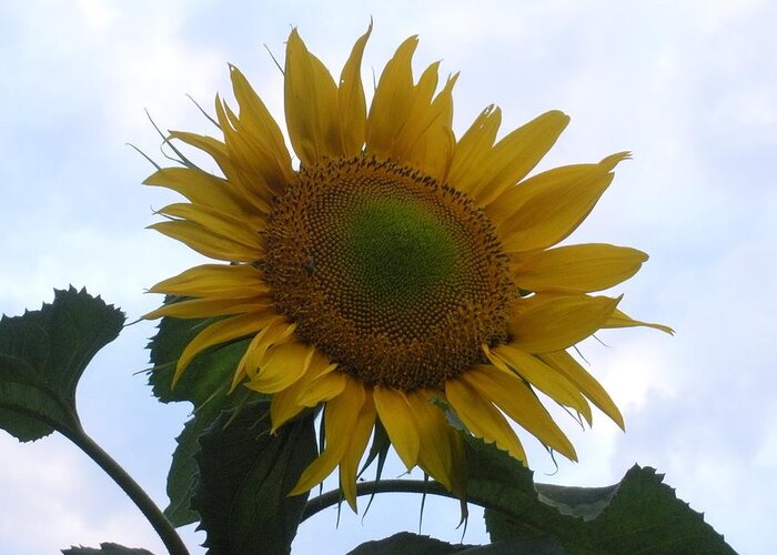 Sunflower Greeting Card featuring the photograph Sunshine in the Sky by Jeanette Oberholtzer