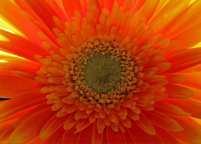 Gerber Daisy Greeting Card featuring the photograph Sunshine by Juergen Roth