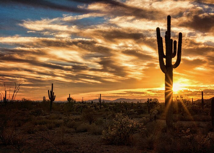 Saguaro Sunset Greeting Card featuring the photograph Sunstar Saguaro Sunset by Saija Lehtonen