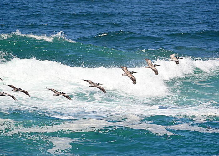 Birds Greeting Card featuring the photograph Surf and Pelicans by AJ Schibig