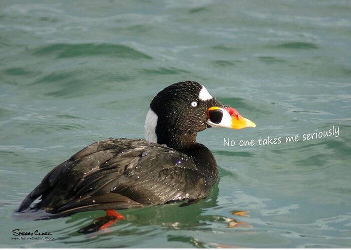  Greeting Card featuring the photograph Surf Scoter says No One Takes Me Seriously by Sherry Clark