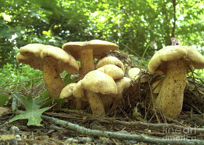 Mushroom Greeting Card featuring the photograph Surprise Fungi in Gibbs Garden by Nicole Angell
