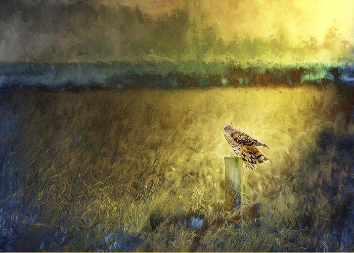 Northern Harrier Greeting Card featuring the photograph Surveil by Belinda Greb