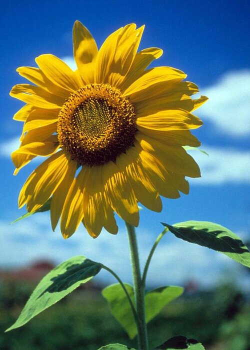 Sussex County Greeting Card featuring the photograph Sussex County Sunflower by Laurie Paci