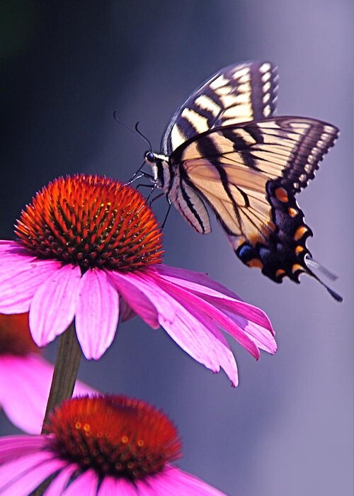 Eastern Greeting Card featuring the photograph Swallowtail and Coneflower by Byron Varvarigos