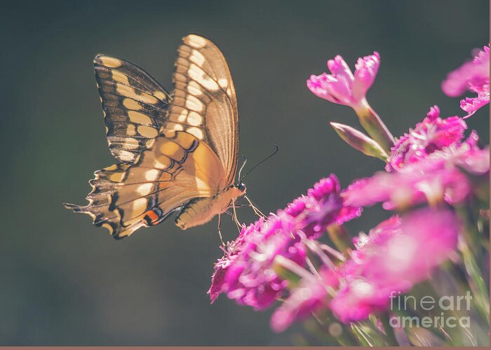 Cheryl Baxter Photography Greeting Card featuring the photograph Swallowtail Butter Fly On Dianthus by Cheryl Baxter