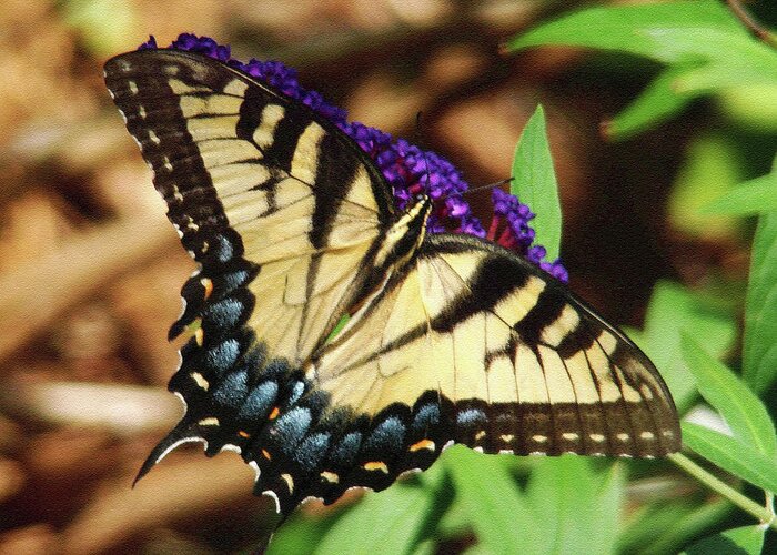 Swallowtail Greeting Card featuring the photograph Swallowtail Butterfly 2 by Sue Melvin