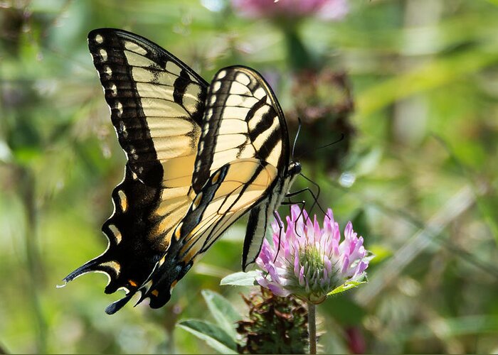 Butterfly Greeting Card featuring the photograph Swallowtail Butterfly by Holden The Moment