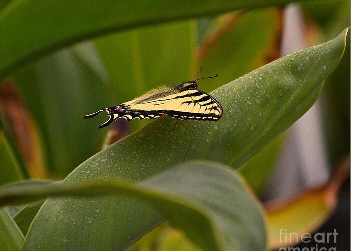 Butterfly Greeting Card featuring the photograph Swallowtail Butterfly by Leanne Matson
