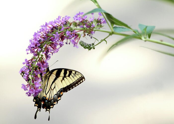 Butterfly Greeting Card featuring the photograph Swallowtail on purple flower by Emanuel Tanjala