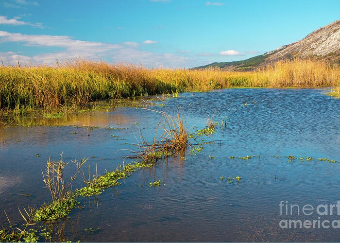 Bulgaria Greeting Card featuring the photograph Swamp by Jivko Nakev