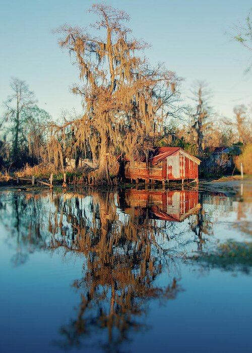 Bald Greeting Card featuring the photograph Swamp Reflections by Ray Devlin