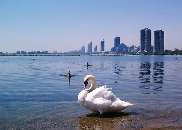 Swan Greeting Card featuring the photograph Swan and Cityscape by William Slider