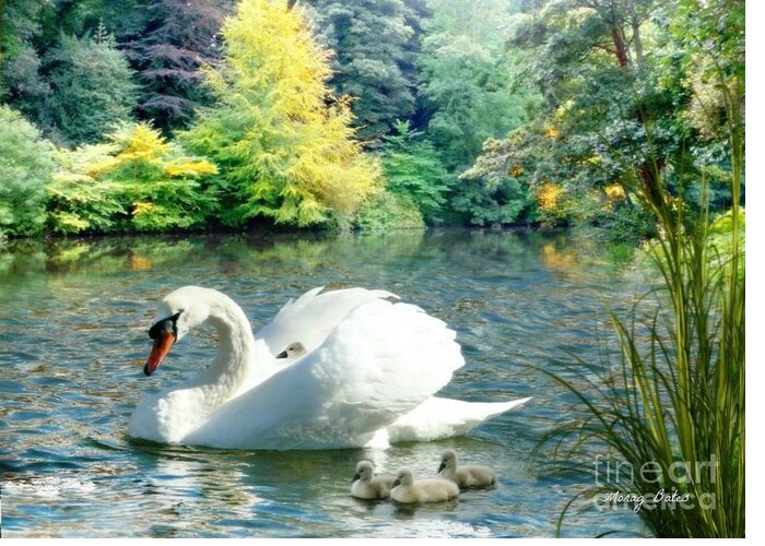Swan Greeting Card featuring the pyrography Swan and Cygnets by Morag Bates