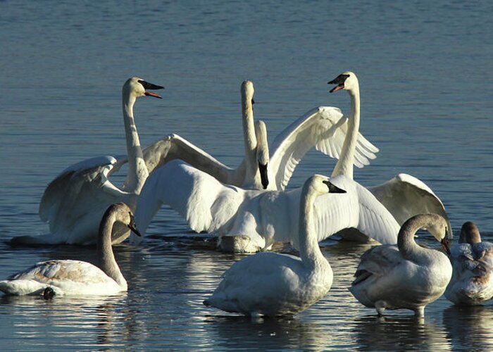 Trumpeter Swan Greeting Card featuring the Swan Dance by Holly Ross