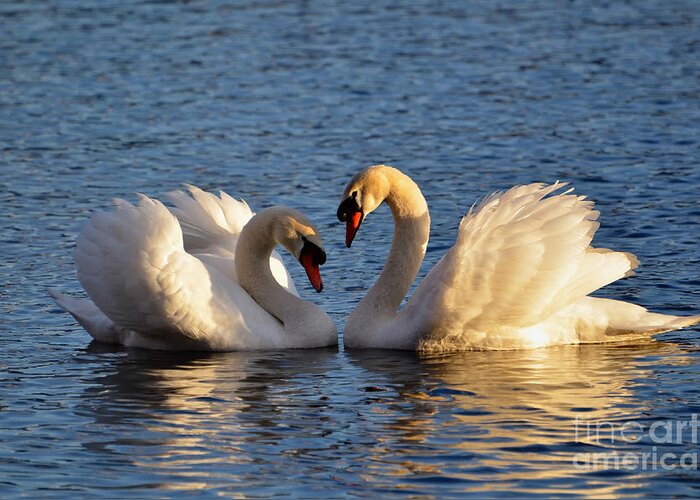 Swan Greeting Card featuring the photograph Swan heart by Mats Silvan