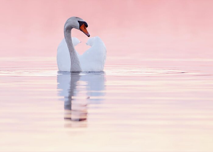 Mute Swan Greeting Card featuring the photograph Swan in Pink by Roeselien Raimond