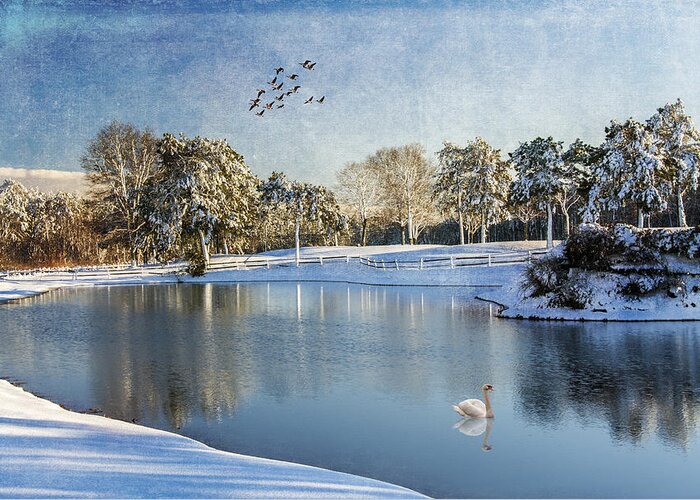 Lake Greeting Card featuring the photograph Swan Lake by Cathy Kovarik