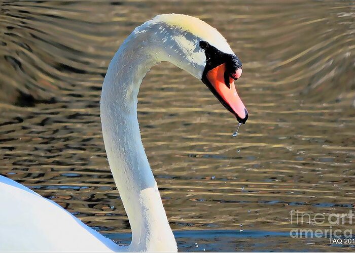 Swan Greeting Card featuring the photograph Swan Of A Spring Morn by Tami Quigley