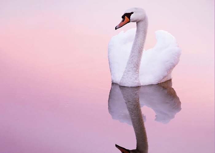 Mute Swan Greeting Card featuring the photograph Swan Reflections by Roeselien Raimond