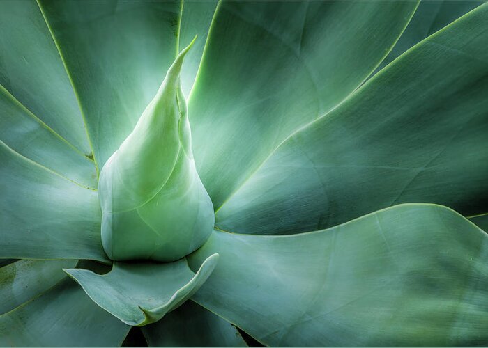 Abstract Greeting Card featuring the photograph Swan's Neck Agave 1 by Leigh Anne Meeks