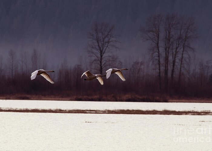 Trumpeter Swans Greeting Card featuring the photograph Swans over the Marsh by Sharon Talson