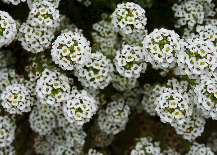 Flowers Greeting Card featuring the photograph Sweet Alyssum by Windy Osborn