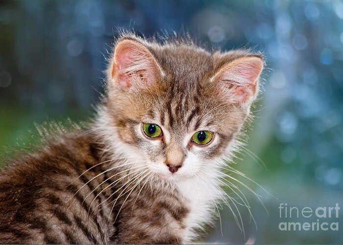 Animal Greeting Card featuring the photograph Sweet Kitten by Teresa Zieba