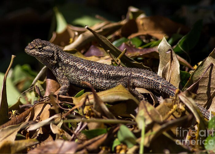 Sceloporus-occedentalis Greeting Card featuring the photograph Swift in the leaves by Shawn Jeffries