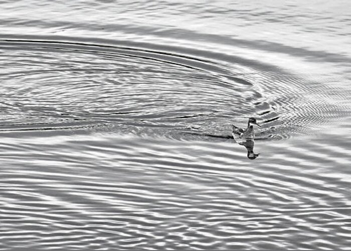 Water Greeting Card featuring the photograph Swimming from Circles by Joe Bonita