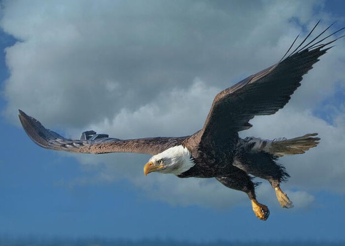Bald Eagle Greeting Card featuring the photograph Swooping in by Jeanette Mahoney