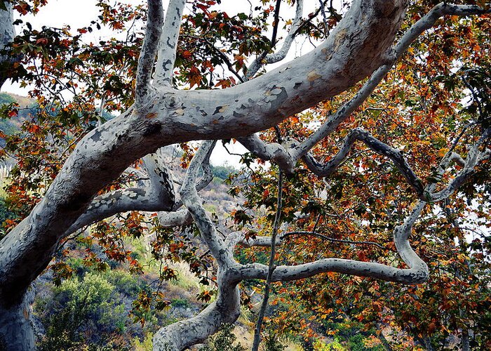 Sycamore Tree Greeting Card featuring the photograph Sycamore Tree Abstraction by Glenn McCarthy Art and Photography