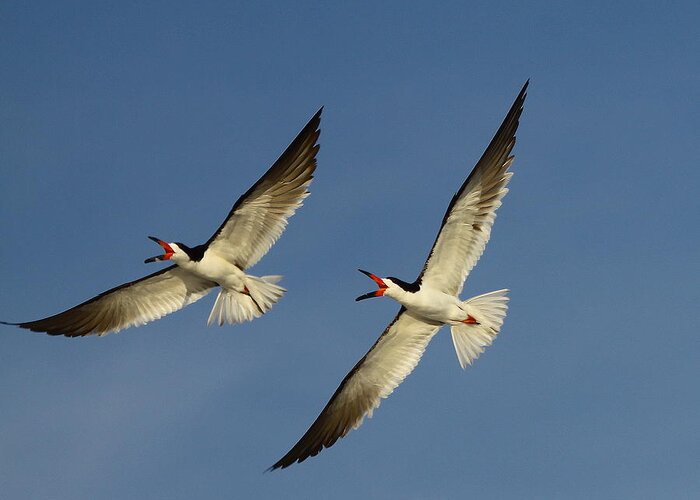 Black Skimmer Greeting Card featuring the photograph Sychronized Flying by Barbara Bowen