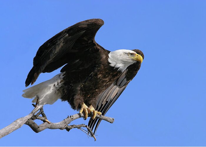 Eagle Greeting Card featuring the photograph Symbol of Freedom by Ronnie And Frances Howard
