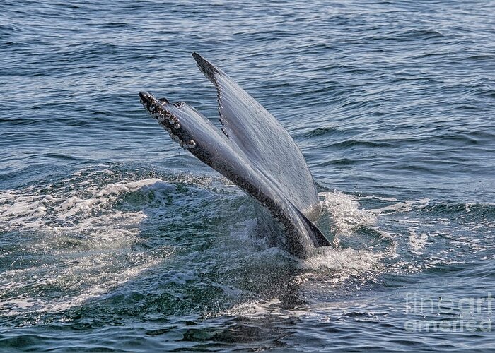 Animal Greeting Card featuring the photograph Tail fin of a big whale by Patricia Hofmeester