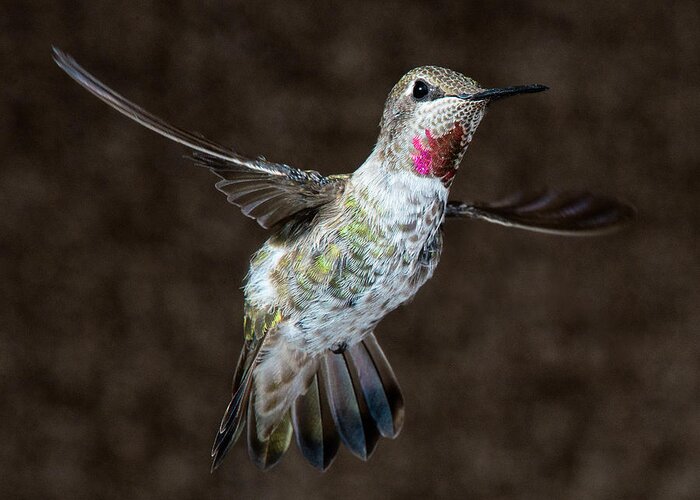 Hummingbird Greeting Card featuring the photograph Take My Good Side Please by Patrick Campbell