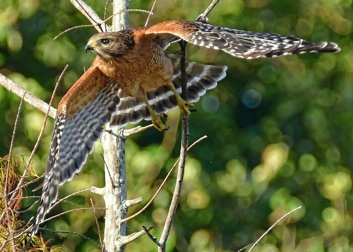 Hawk Greeting Card featuring the photograph Take Off by Don Durfee