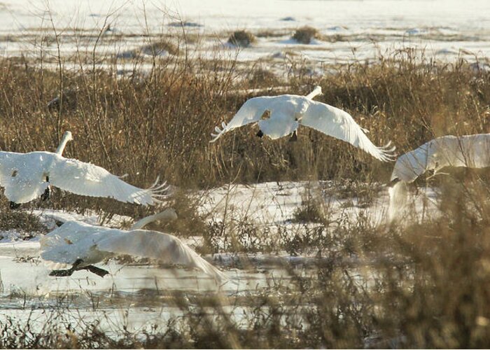 Trumpeter Swans Greeting Card featuring the photograph Take Off by Holly Ross