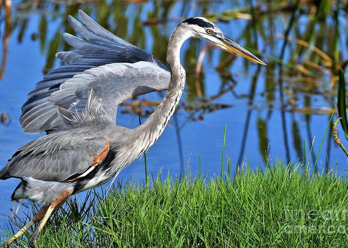 Great Blue Heron Greeting Card featuring the photograph Taking A Stroll by Julie Adair