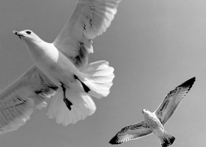 Taking Flight Greeting Card featuring the photograph Taking Flight by Kris Rasmusson