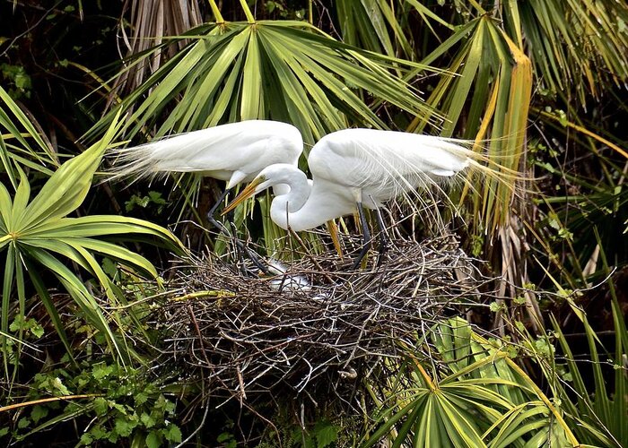 Egrets Greeting Card featuring the photograph Taking Care of Two Fuzzy Headed Babies by Carol Bradley