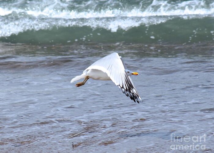 Seagull Greeting Card featuring the photograph Taking off by Deena Withycombe