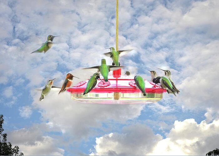 Hummingbirds Greeting Card featuring the photograph Taking Reservations by Lynn Bauer