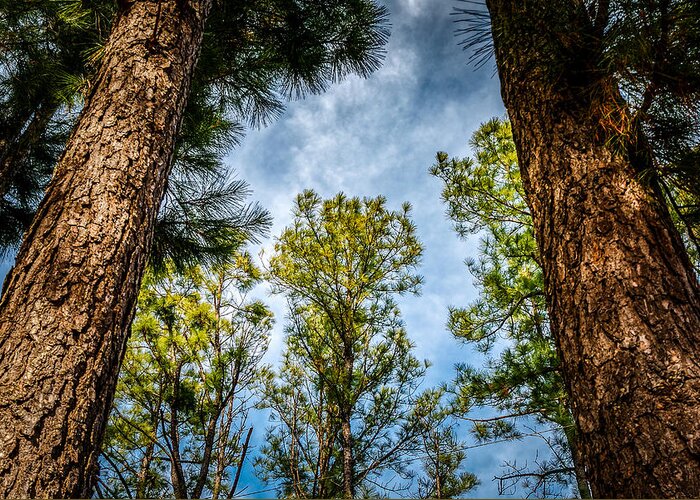 Sky Greeting Card featuring the photograph Tall Pines by Doug Long