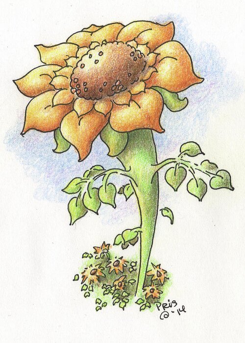 Flower Greeting Card featuring the drawing Tall Sunflower by Pris Hardy